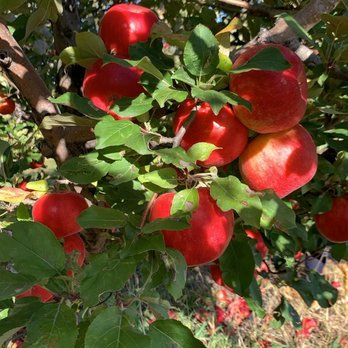 Nelson's Apple Farm - A lots of apples - Farms Near Me - Webster, Minnesota