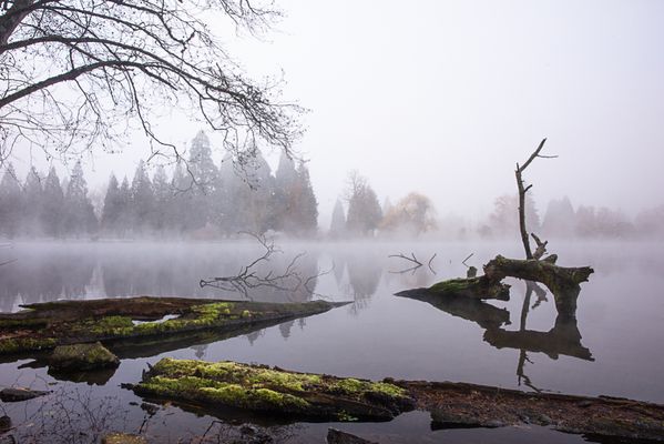Crystal Springs Rhododendron Garden