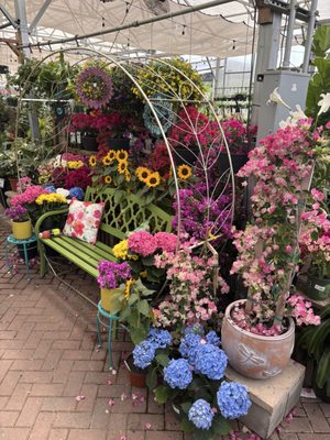 Buchanan's Native Plants by null
