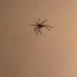 A spider above our head and they didnt even comp our meal.   My daughter is deathly afraid of spiders and we had to ask to be moved.