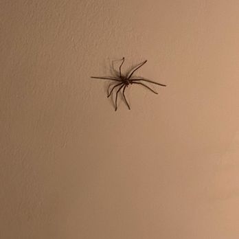 Clark's Inn and Restaurant - A spider above our head and they didnt even comp our meal.   My daughter is deathly afraid of spiders and we had to ask to be moved. - American Near Me - Santee, South Carolina