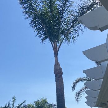 Rv Tree Service - After - Tree Services Near Me Rv Tree Service - After - Tree Services Near Me