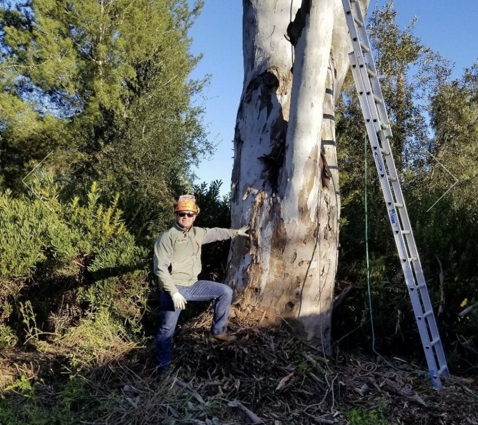 Joel's Tree Service - tree service in Glendale, CA