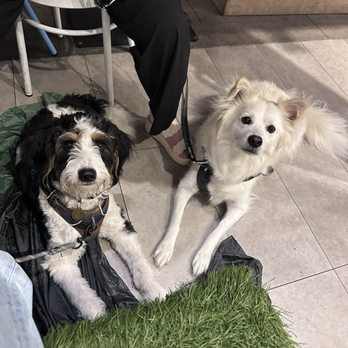 Mendocino Farms - Dog friendly patio! - Salad Near Me - Glendale, California Mendocino Farms - Dog friendly patio! - Salad Near Me - Glendale, California