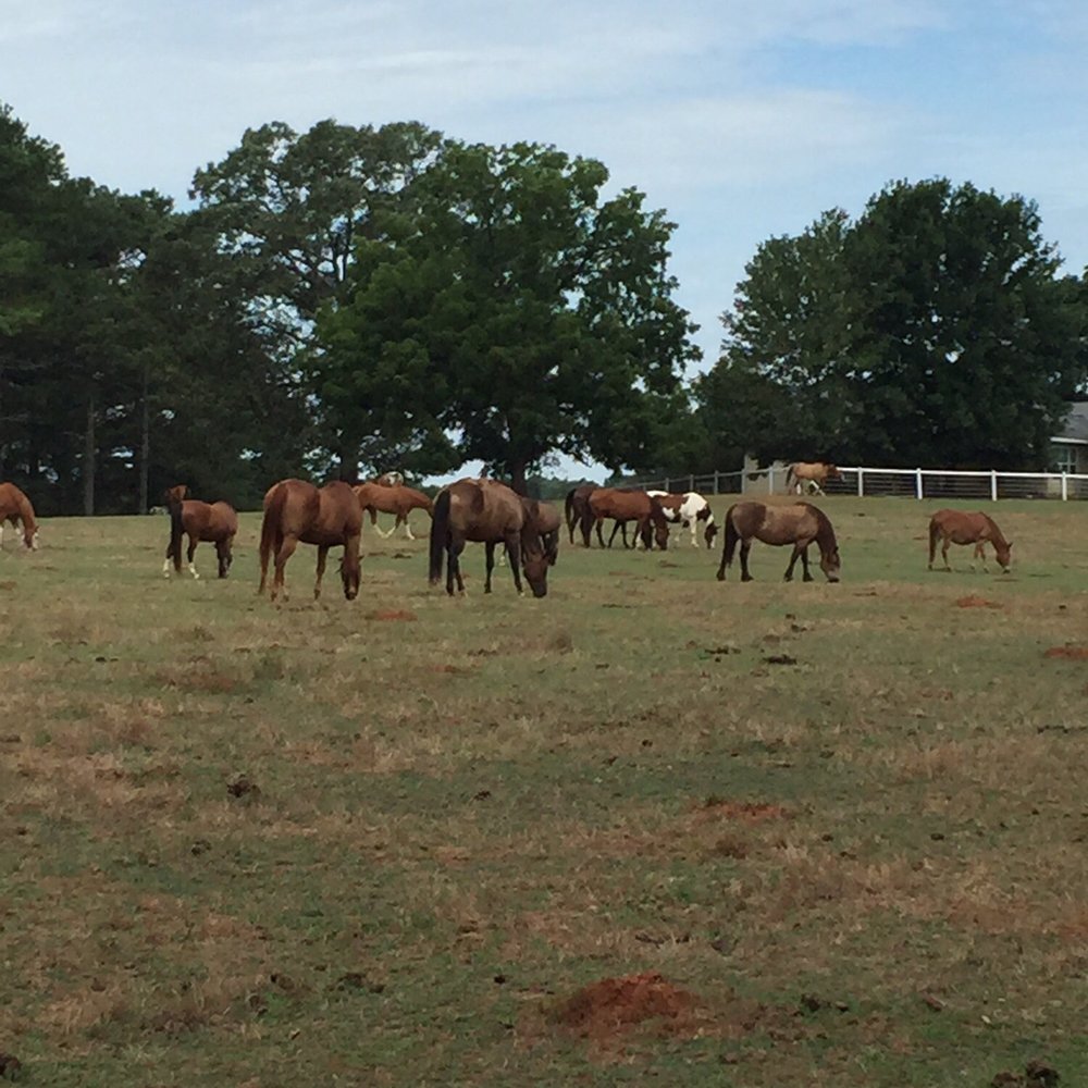 Southern Cross Ranch - Horseback Riding Near Me - Madison, Georgia Southern Cross Ranch - Horseback Riding Near Me - Madison, Georgia
