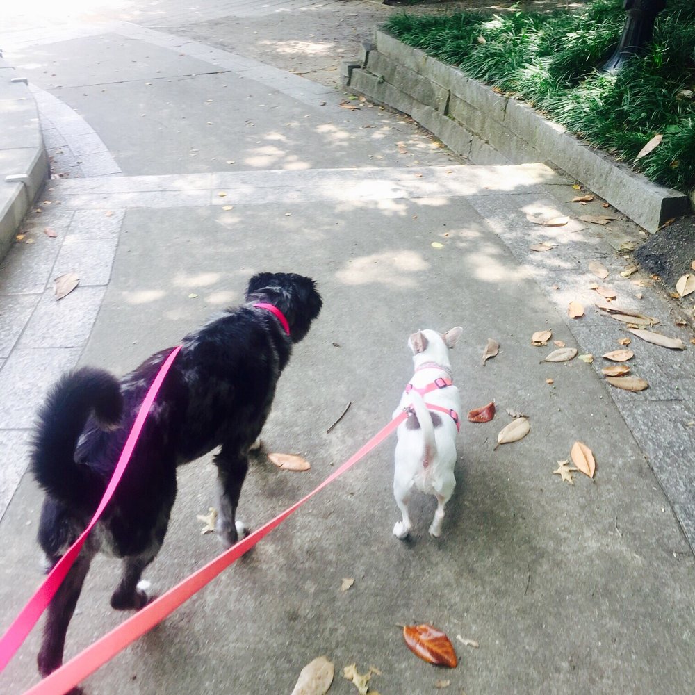 Skye & Bambi's walk in the park today!! Skye & Bambi's walk in the park today!!