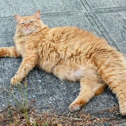 Cats in The City - Before picture of his long hair in all his glory.