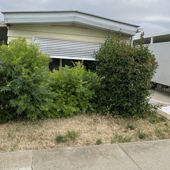 Empire Tree And Landscape Service - Before. - Tree Services Near Me Empire Tree And Landscape Service - Before. - Tree Services Near Me