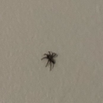 Super Shine Motel - Spider on bedroom wall, alive - Hotels Near Me - Wilmington, Illinois