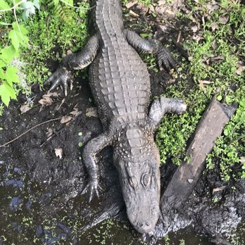 Jungle Adventures - Alligator - Tours Near Me - Christmas, Florida Jungle Adventures - Alligator - Tours Near Me - Christmas, Florida