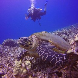 Rare Hawksbill turtle