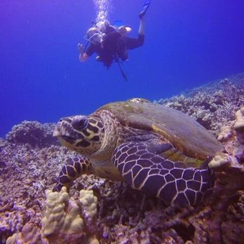 Five Star Scuba - Rare Hawksbill turtle - Scuba Diving Near Me - Kaanapali, Hawaii