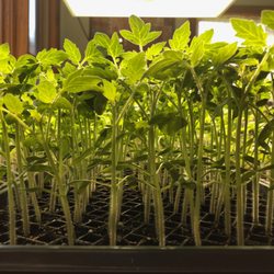 Leicester Grocery and Garden - Growing indoors in winter