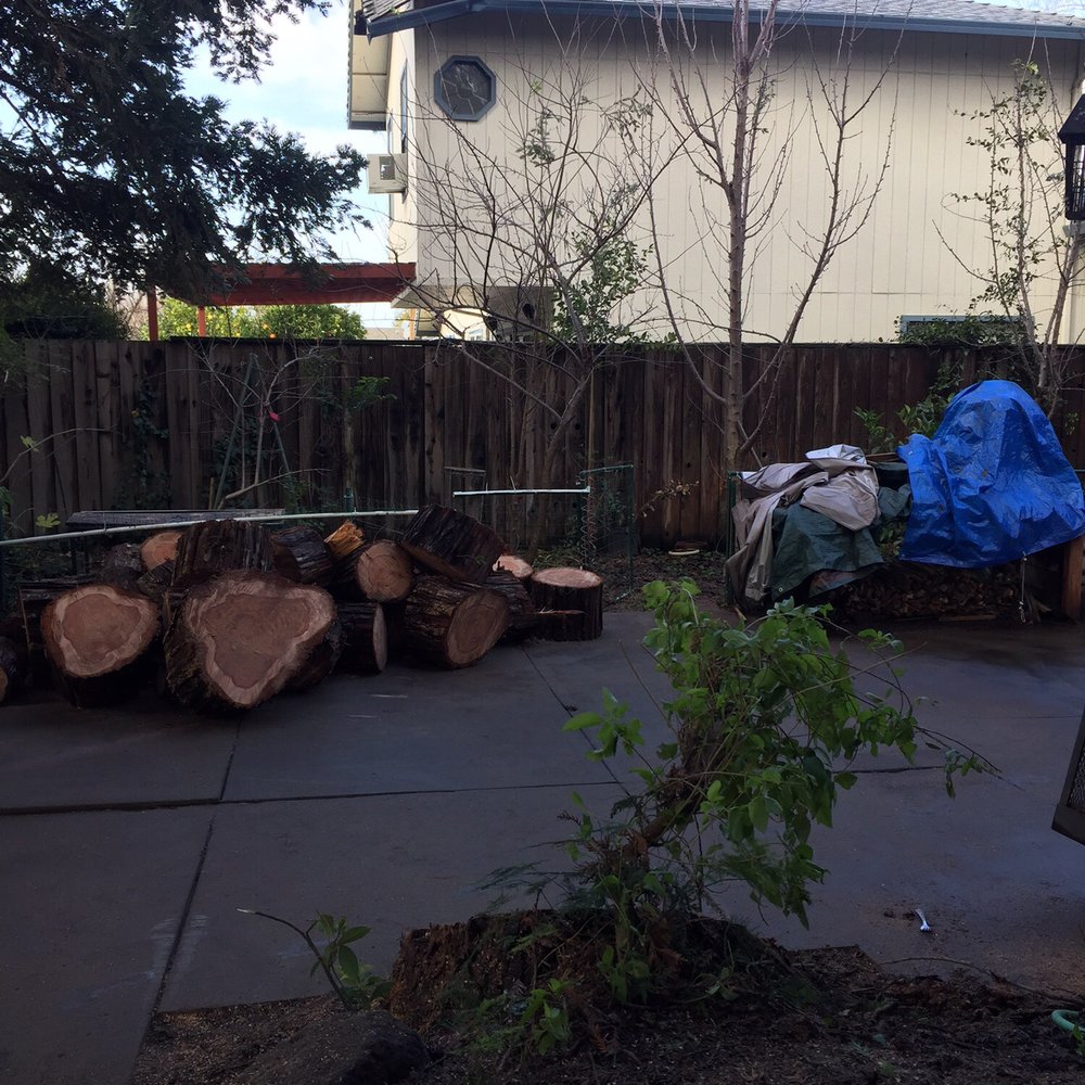 Acampo Tree Service - Tree Services Near Me - Lodi, California
