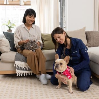 BetterVet Denver, Mobile Vet Services - Veterinarians Near Me BetterVet Denver, Mobile Vet Services - Veterinarians Near Me