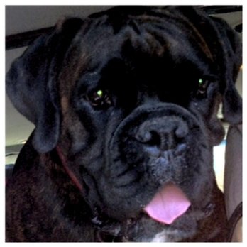 Mountain View Veterinary Hospital - Veterinarians Near Me - Upland, California Mountain View Veterinary Hospital - Veterinarians Near Me - Upland, California
