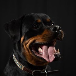 Doggie Styles Pet Grooming