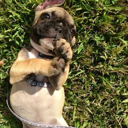 Beaches Dog Walker - Beachesdogwalker.com