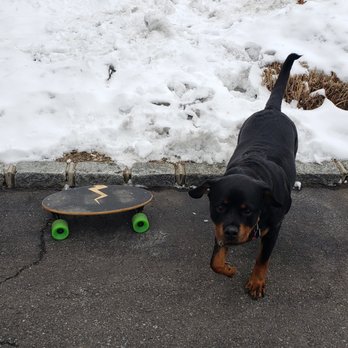 Eggboards Mini Longboards - Skate Shops Near Me - Venice, California