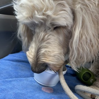 Nathan's Dairy Bar - Pup cup - Ice Cream & Frozen Yogurt Near Me - Manassas, Virginia