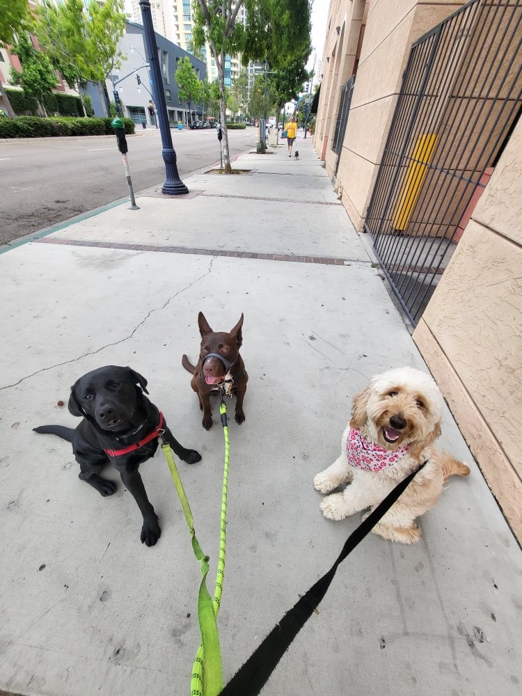 Paws and Whiskers - pet boarding facility in San Diego, CA