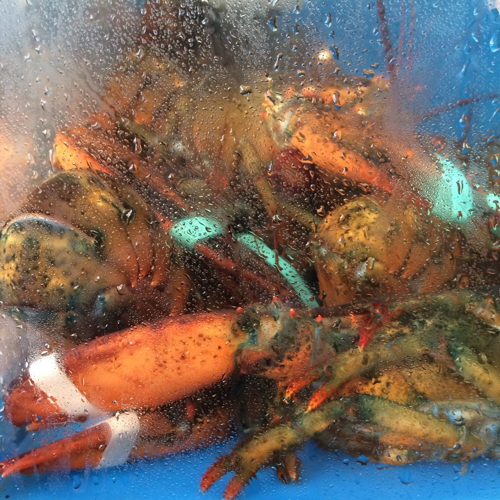 Golden Bay Restaurant - Lobsters - Chinese Near Me - Brooklyn, New York Golden Bay Restaurant - Lobsters - Chinese Near Me - Brooklyn, New York