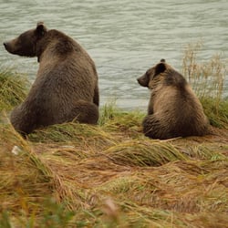 Chilkoot Lake Tours - They smell fish!