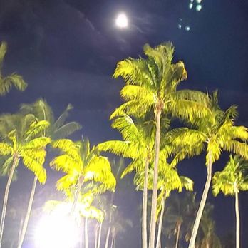 Craft, Draft & Bites - Full moon and palm trees by Meyers Amphitheatre - Festivals Near Me - West Palm Beach, Florida Craft, Draft & Bites - Full moon and palm trees by Meyers Amphitheatre - Festivals Near Me - West Palm Beach, Florida