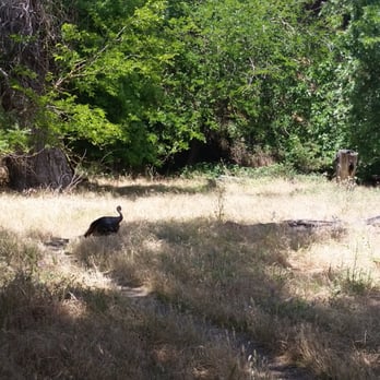 Effie Yeaw Nature Center - Visitor Centers Near Me - Carmichael, California