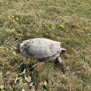 Langlais Art Preserve - Nature in the front lawn. - Parks Near Me - Cushing, Maine