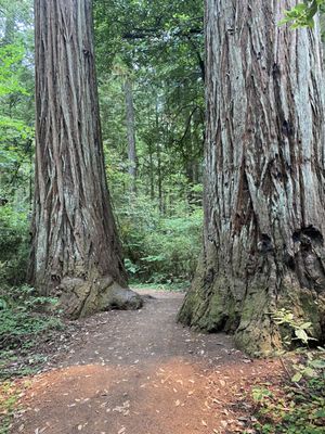 Jedediah Smith Campground by null