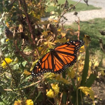 Nourse Farm - Monarch at Nourse Farm - Farms Near Me - Westborough, Massachusetts Nourse Farm - Monarch at Nourse Farm - Farms Near Me - Westborough, Massachusetts