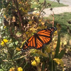 Nourse Farm - Monarch at Nourse Farm