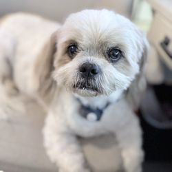 Poplar Animal Hospital - Teddy