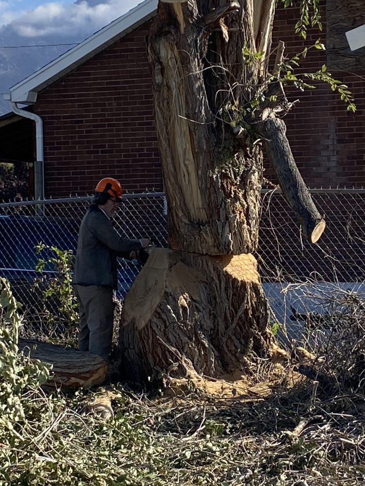 Utah Tree Surgeons - tree service in Provo, UT