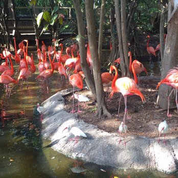 Jungle Island - Flamingos - Amusement Parks Near Me - Miami, Florida Jungle Island - Flamingos - Amusement Parks Near Me - Miami, Florida