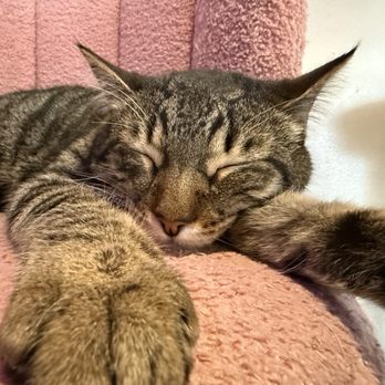 Pounce Cat Cafe - Pet Adoption Near Me - Charleston, South Carolina