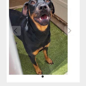 Citrus Pawville - Citrus Pawville report card - Pet Sitting Near Me - Homosassa, Florida