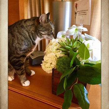 Laguna Beach Florist - Even my sweet kitty loves the flowers! - Florists Near Me - Laguna Beach, California Laguna Beach Florist - Even my sweet kitty loves the flowers! - Florists Near Me - Laguna Beach, California