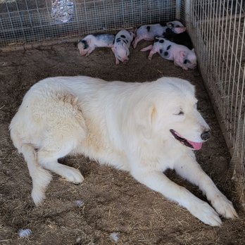 SoCalMiniPigs - Pet Breeders Near Me - Valley Center, California