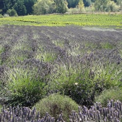 Pelindaba Lavender