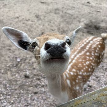Wisconsin Deer Park - Zoos Near Me - Wisconsin Dells, Wisconsin Wisconsin Deer Park - Zoos Near Me - Wisconsin Dells, Wisconsin