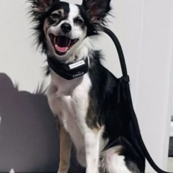 Metak9 - Happy Shimmer in training - Pet Training Near Me Metak9 - Happy Shimmer in training - Pet Training Near Me
