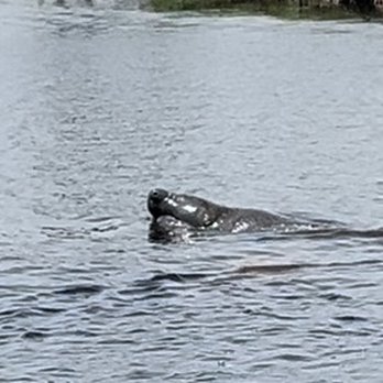 Manatee Sightseeing and Wildlife Adventures - Boat Tours Near Me - Naples, Florida Manatee Sightseeing and Wildlife Adventures - Boat Tours Near Me - Naples, Florida