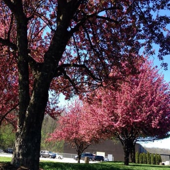 Maker's Mark Distillery - Lovely trees in the spring - Tours Near Me - Loretto, Kentucky Maker's Mark Distillery - Lovely trees in the spring - Tours Near Me - Loretto, Kentucky
