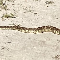 Calavera Community Park - Be careful of rattlers we saw this in early April, just moving across the trail