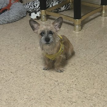 Pooches Corner - Before his grooming at Pooches Corner!! - Pet Groomers Near Me - Harlingen, Texas Pooches Corner - Before his grooming at Pooches Corner!! - Pet Groomers Near Me - Harlingen, Texas