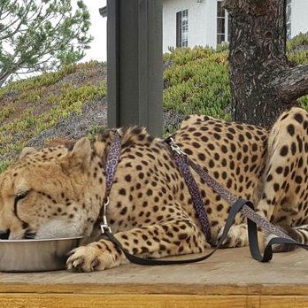 Wild Wonders - Upclose cheetah feeding - Zoos Near Me - Bonsall, California Wild Wonders - Upclose cheetah feeding - Zoos Near Me - Bonsall, California