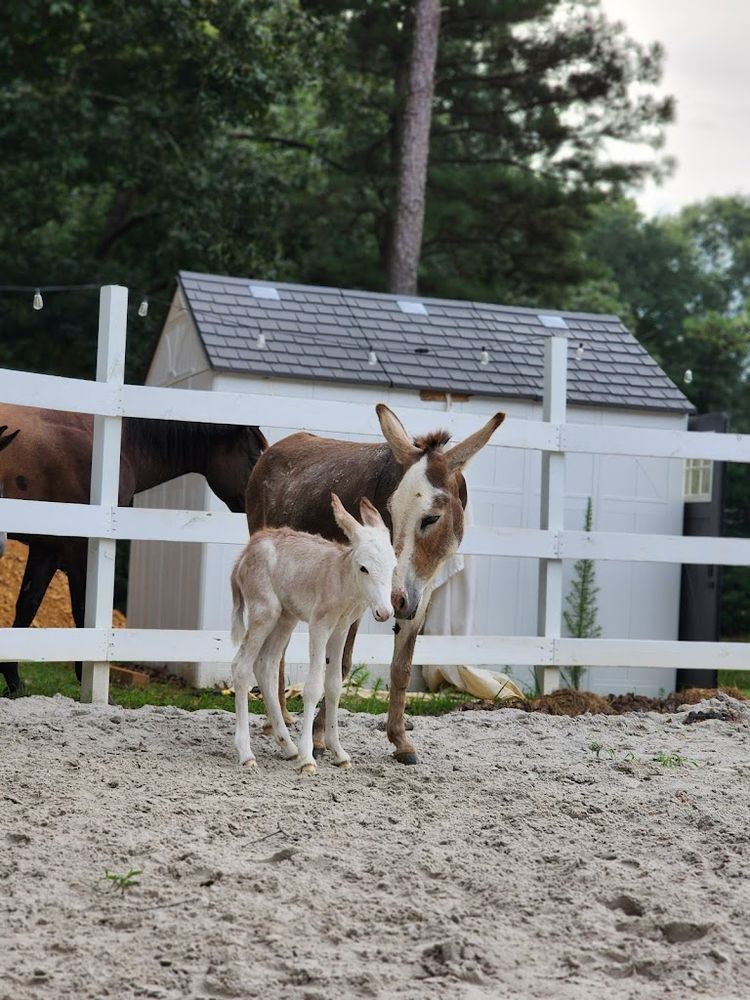 LEE’S VETERINARY HOSPITAL Updated July 2024 2126 2nd Ave NW