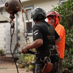 Professional Tree Surgeons